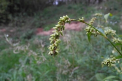 Pale Persicaria (Persicaria lapathifolia), Lindrick Common, Yorkshire