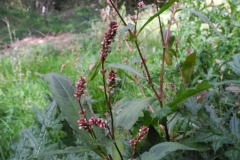 Redleg (Persicaria maculosa), Lindrick Common, Yorkshire,