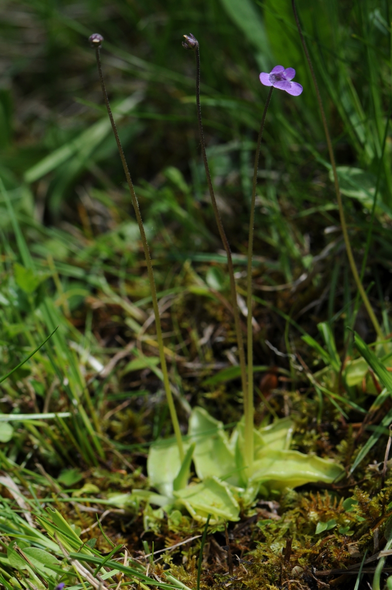 Common Butterwort (Pinguicula vulgaris), Ginny Springs, Whitwell Wood, Derbyshire.