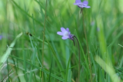 Common Butterwort (Pinguicula vulgaris), Ginny Springs, Whitwell Wood, Derbyshire.