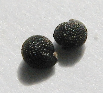 Blinks (Montia fontana) seeds, Dunniwood Aveenue.