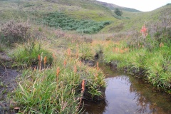 Bog Asphodel (Narthecium ossifragum), Dovestone Reservoir, Saddleworth Moor.
