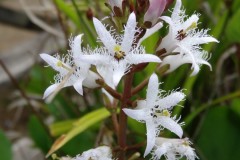 Bogbean (Menyanthes trifoliata), Old Moor.
