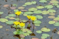 Fringed Waterlily (Nymphoides peltata), Upton Country Park