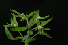 Common Gromwell (Lithospermum officinale), Whitwell Wood, Derbyshire.
