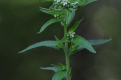 Common Gromwell (Lithospermum officinale), Whitwell Wood, Derbyshire.