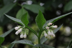 White Comfrey (Symphytum orientale), Chesterfield Canal, Anston.