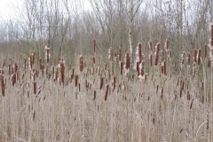 Bulrush (Typha latifolia), Old Moor.