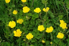 Creeping buttercup (Ranunculus repens), Upton Country Park.