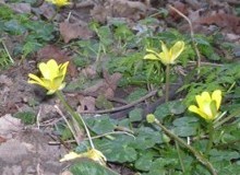 Lesser Celendine (Ranunculus ficaria), Melton Wood.