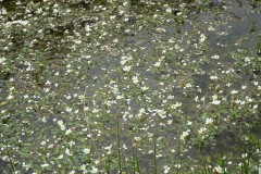 Common Water Crowfoot (Ranunculus aquatilis), Old Moor.