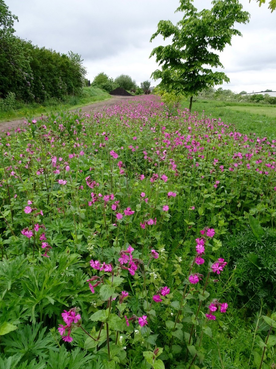 Red Campion( Silene dioica), Manor Lodge, Sheffield