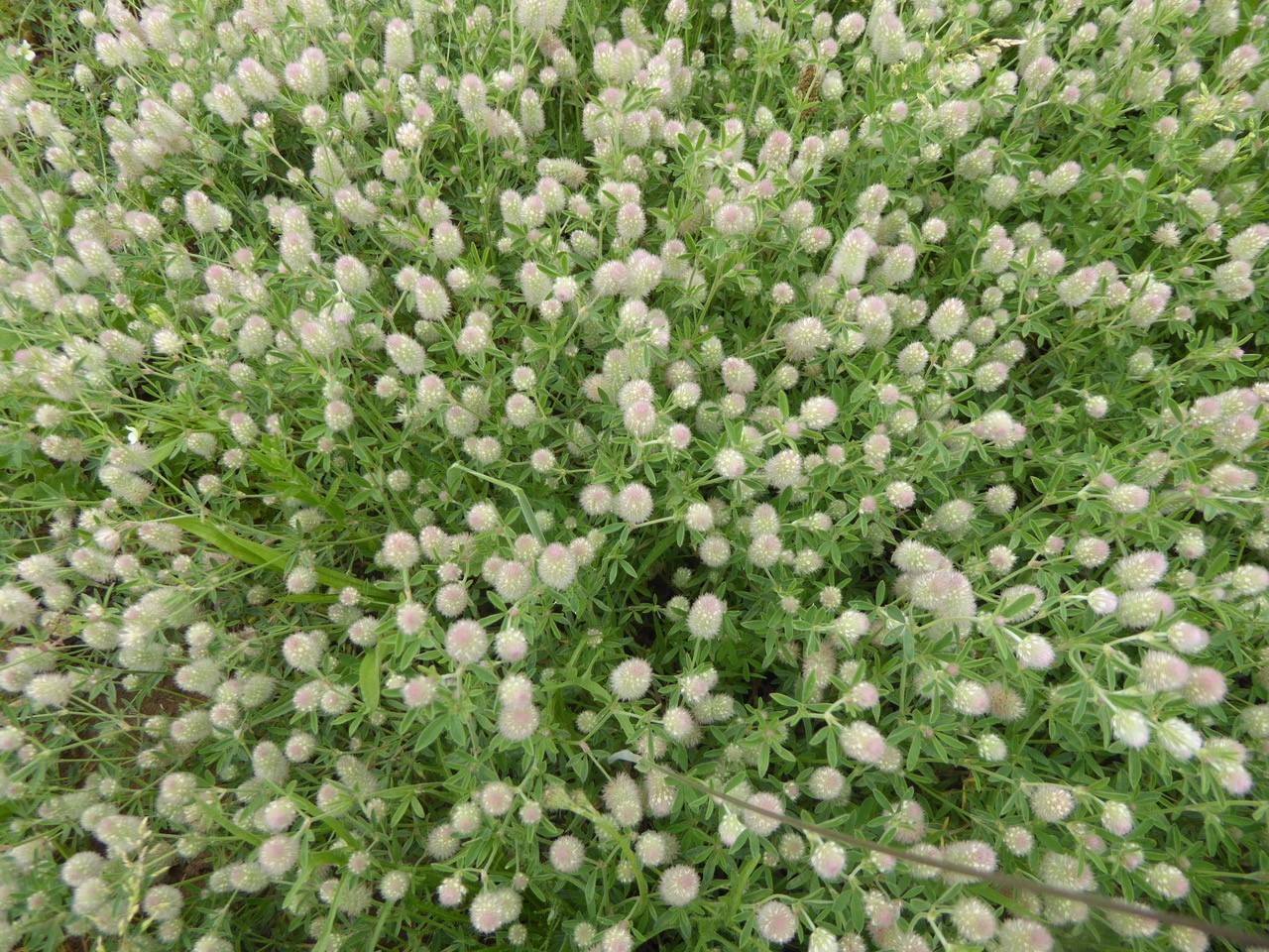 Haresfoot clover (Trifolium arvense), Edenthorpe, Doncaster