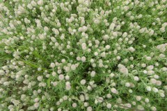 Haresfoot clover (Trifolium arvense), Edenthorpe, Doncaster