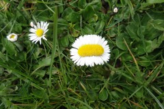 Daisy (Bellis perennis), Upton Country Park.