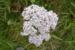 Yarrow (Achillea millefolium), Upton Country Park.