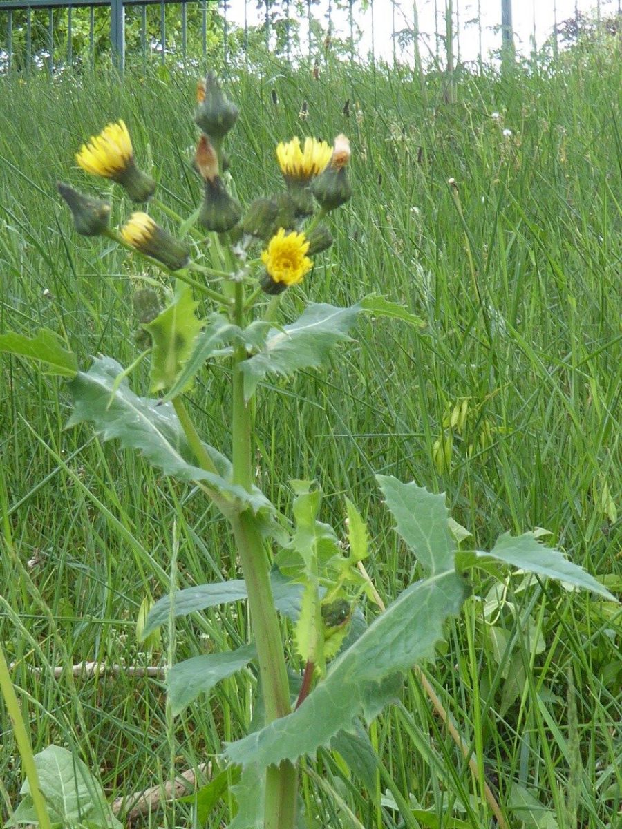 Smooth Sow-thistle (Sonchus oleraceus), Lakeside, Doncaster.