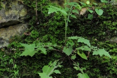 Wall Lettuce (Mycelis muralis), Anston Stones Wood.