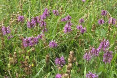 Betony (Betonica officinalis), Owston Meadows.