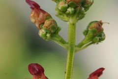 Water Figwort (Scrophularia auriculata), Norwood nr Harthill
