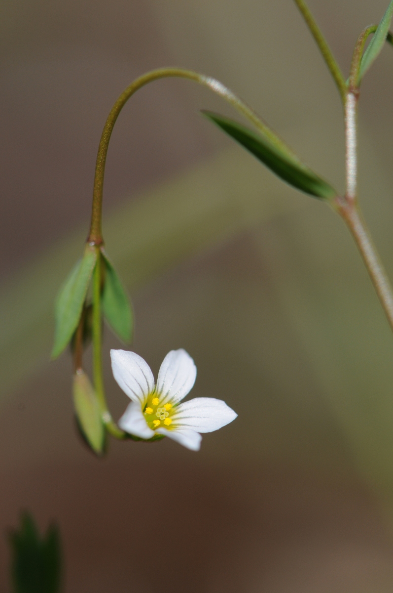 Fairy Flax (Linum catherticum), The Glebe, Wendsleydale.