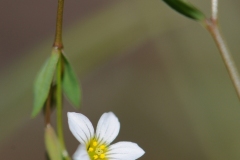 Fairy Flax (Linum catherticum), The Glebe, Wendsleydale.