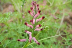 Common Fumitory (Fumaria officinalis), Whitwell Wood, Derbyshire