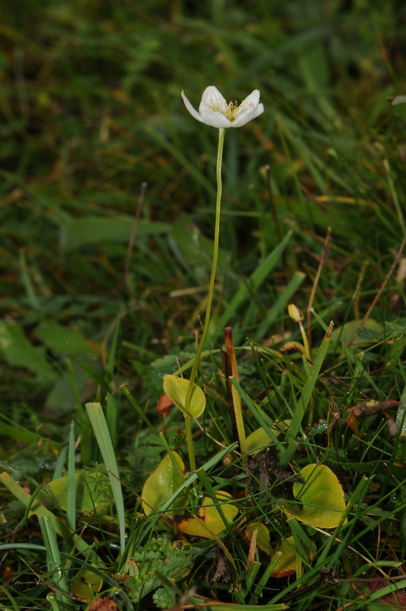 Grass-of-Parnassus (Parnassia palustris), Cressbrookdale, Derbyshire.