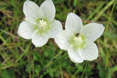 Grass-of-Parnassus (Parnassia palustris), Holy Island also at Maltby Low Common YWT.