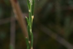 Bog Rosemary (Andromeda polifolia), Thorne Moors.