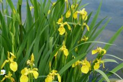 Yellow Iris (Iris pseudacorus), Lakeside, Doncaster.