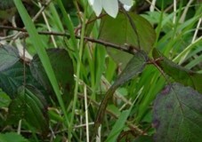 Snake’s-head Fritillary (Fritillaria meleagris), Melton Wood.