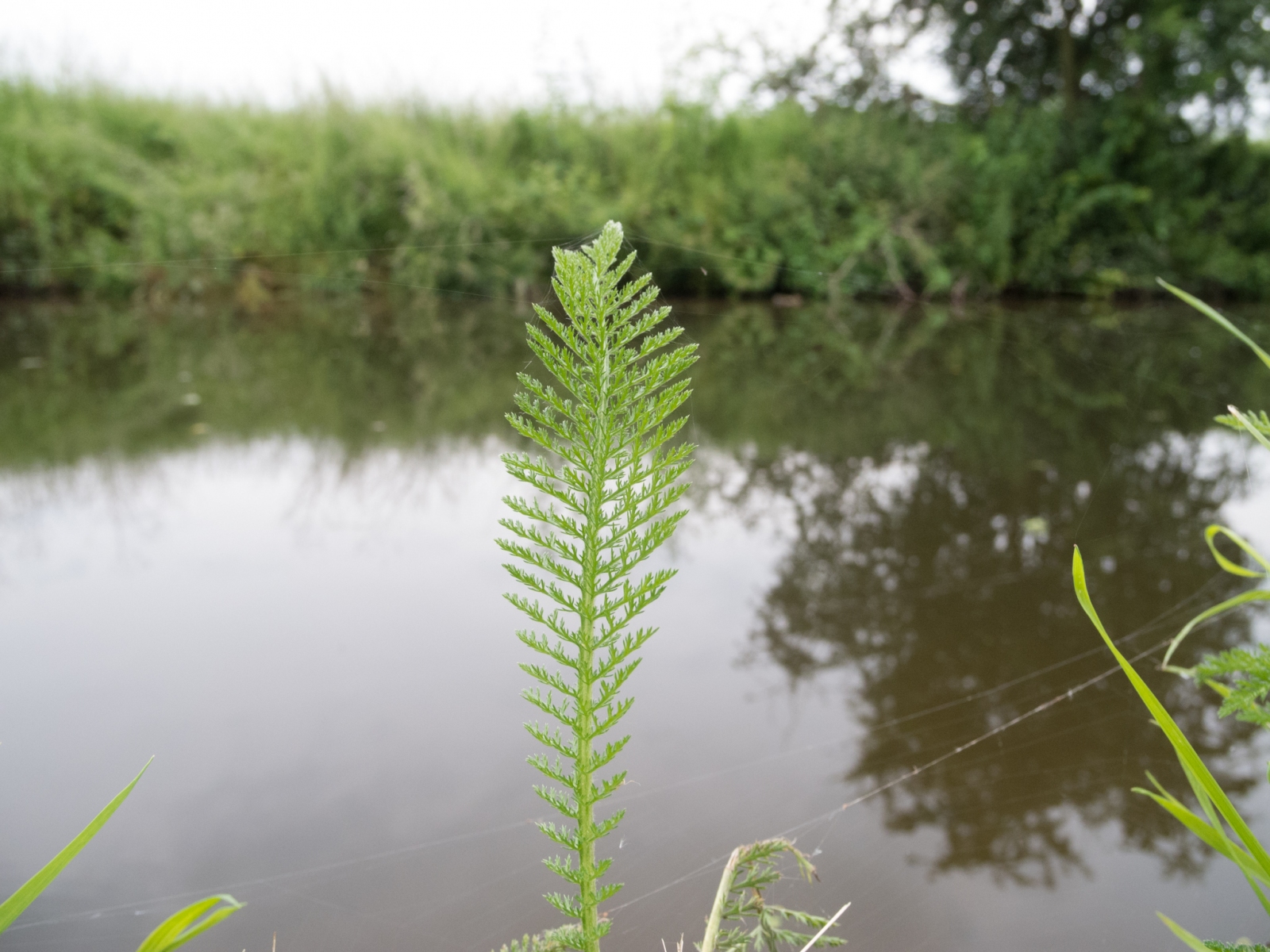 Dropwort (Filipendula vulgaris), Chesterfield Canal, Ranby, Notts.