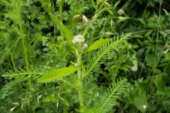 Dropwort (Filipendula vulgaris), Chesterfield Canal, Ranby, Notts.