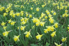 Wild Daffodil (Narcissus sp), Hampole Wood.