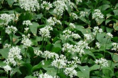 Ramsons (Allium ursinum), Dunsville Quarry Wood.