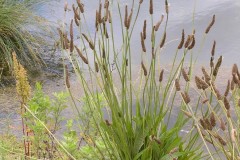 Ribwort Plantain (Plantago lanceolata), Water’s Edge, Humberside.