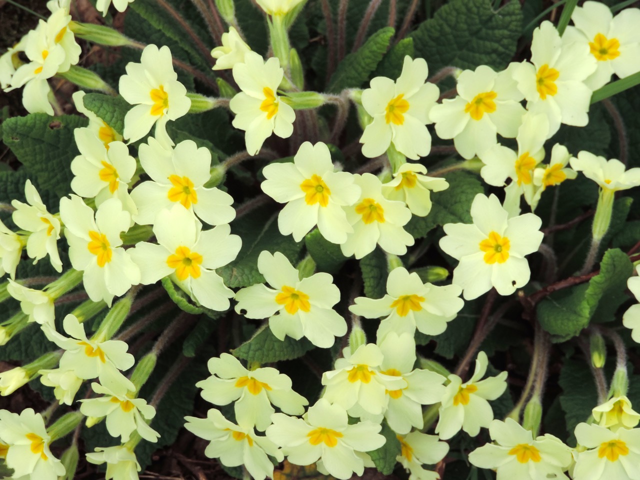 Primrose (Primula vulgaris), Upton Country Park