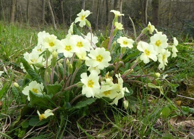 Primrose (Primula vulgaris), Melton Wood.