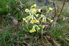 Oxlip (Primula Elatior), Old Moor.