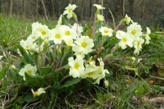 Primrose (Primula vulgaris), Melton Wood.