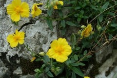 Rock-rose (Helianthemum nummularium), Brockadale.