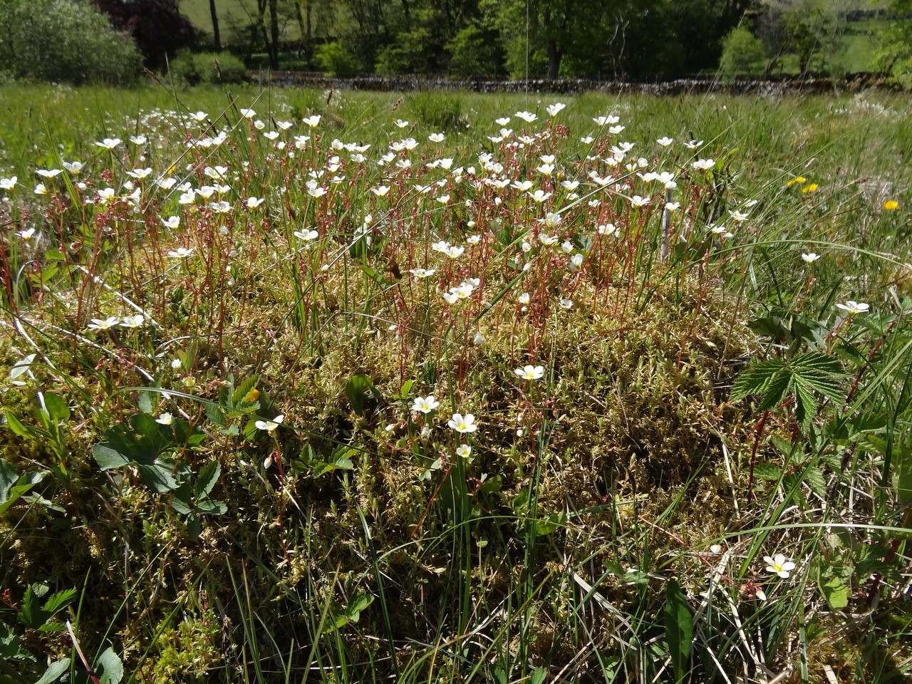 Mossy Saxifrage (Saxifraga bryoides), Malham Tarn