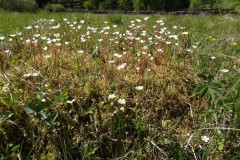 Mossy Saxifrage (Saxifraga bryoides), Malham Tarn