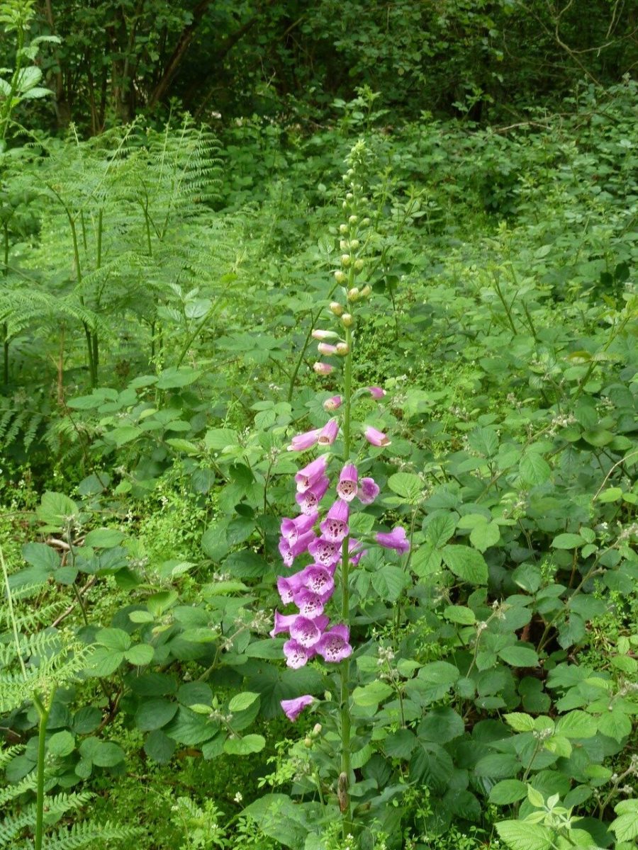 Foxglove (Digitalis purpurea), Sandal Beat Wood, Doncaster.