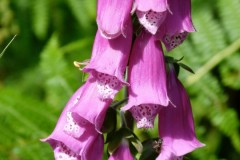 Foxglove (Digitalis purpurea), Sandal Beat Wood, Doncaster