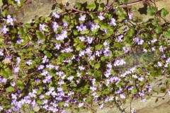 Ivy-leaved Toadflax (Cymbalaria muralis), Grove Park, Doncaster