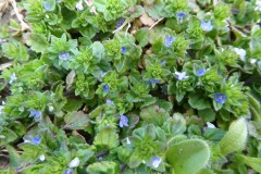 Wall Speedwell (Veronica arvensis), Grove Park, Doncaster