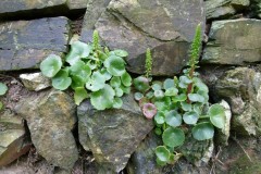Wall Pennywort (Umbilicus rupestris), Silverdale, Cumbria
