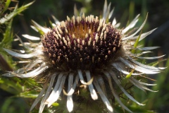 Carline Thistle - Carlina vulgaris, Lindrick Common